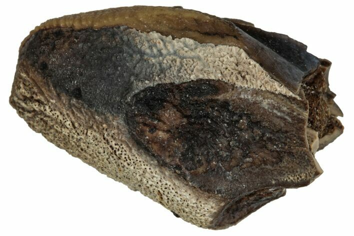 Fossil Hadrosaur (Lambeosaurus?) Partial Tooth - Montana #352046